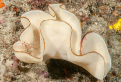 Teichonopsis labyrinthica