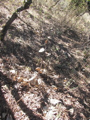 Roldana sessilifolia