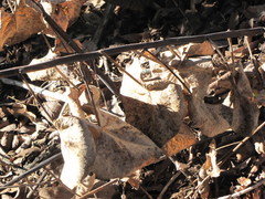 Roldana sessilifolia