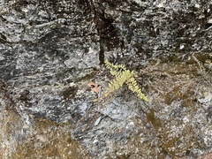 Myriopteris tomentosa image