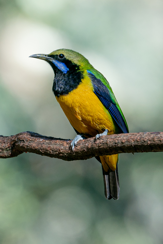 Orange-bellied Leafbird photo