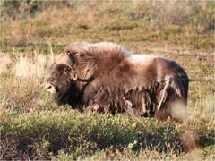 Ovibos moschatus