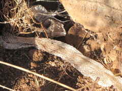 Crotalus