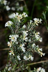 Acrothamnus hookeri