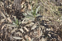 Eriodictyon crassifolium