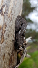 Psalidostetha banksiae