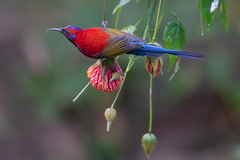 Aethopyga gouldiae