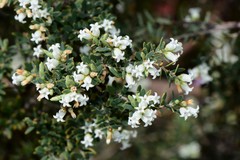 Acrothamnus hookeri
