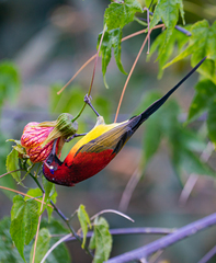 Aethopyga gouldiae