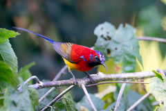 Aethopyga gouldiae