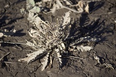 Mentzelia laevicaulis