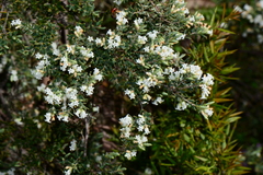 Acrothamnus hookeri