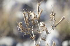 Mentzelia laevicaulis