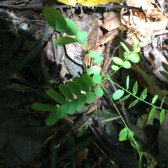 Adenanthera pavonina