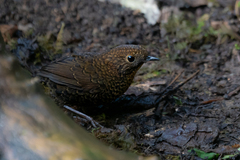 Pnoepyga pusilla