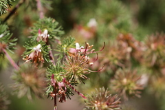 Adenanthos meisneri