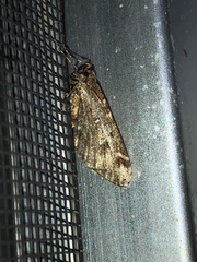 Stamnodes albiapicata