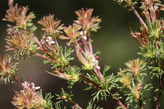 Adenanthos meisneri