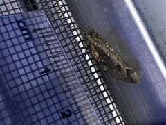 Stamnodes albiapicata