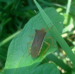 Anasa varicornis