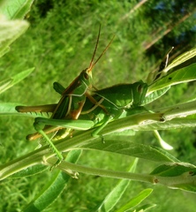 Staleochlora viridicata