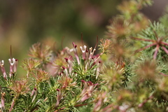 Adenanthos meisneri