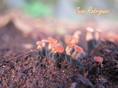 Hypocreodendron sanguineum