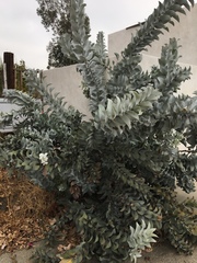 Eucalyptus macrocarpa