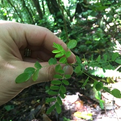 Adenanthera pavonina