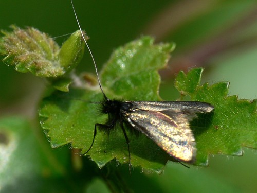 Green Longhorn Moth