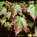 Red Maple - Photo (c) Stephen Seiberling, some rights reserved (CC BY-NC-ND)