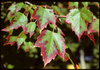 Red Maple - Photo (c) Stephen Seiberling, some rights reserved (CC BY-NC-ND)