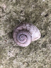 Calaperostoma