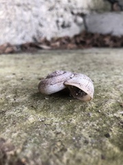 Calaperostoma