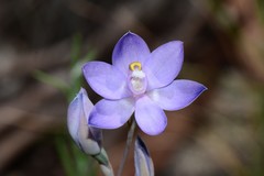 Thelymitra alpina