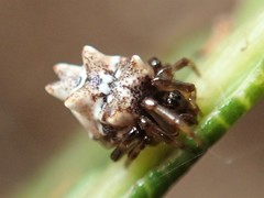 Phoroncidia sextuberculata