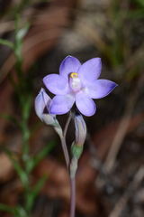 Thelymitra alpina