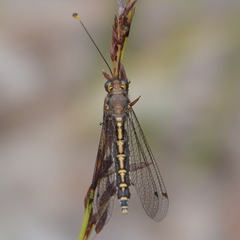 Suhpalacsa subtrahens