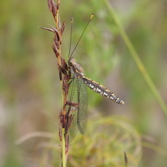 Suhpalacsa subtrahens