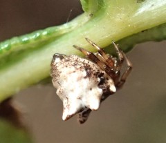 Phoroncidia sextuberculata