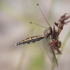 Suhpalacsa subtrahens