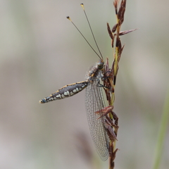 Suhpalacsa subtrahens