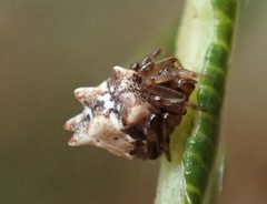 Phoroncidia sextuberculata