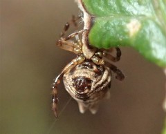 Phoroncidia sextuberculata