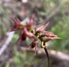 Genoplesium filiforme