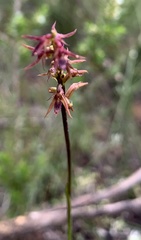 Genoplesium filiforme