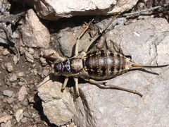Deracantha onos