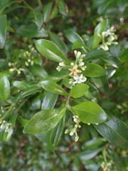 Psychotria daphnoides