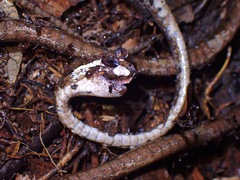 Aplopeltura boa