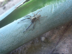 Asaphobelis physonychus